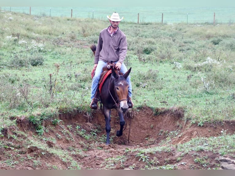 Mulo Castrone 15 Anni Morello in Brooksville KY