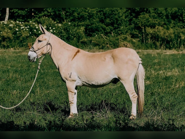 Mulo Castrone 16 Anni 137 cm Palomino in Flemingsburg ky