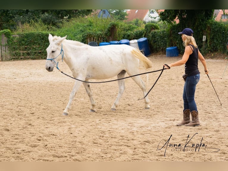 Mulo Castrone 16 Anni 142 cm Grigio trotinato in Herzogenaurach