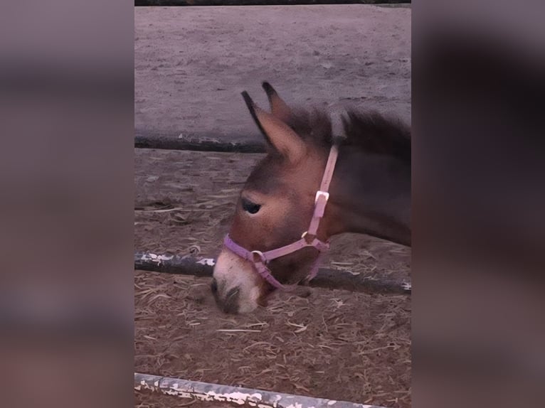 Mulo Castrone 2 Anni Baio scuro in Mokena