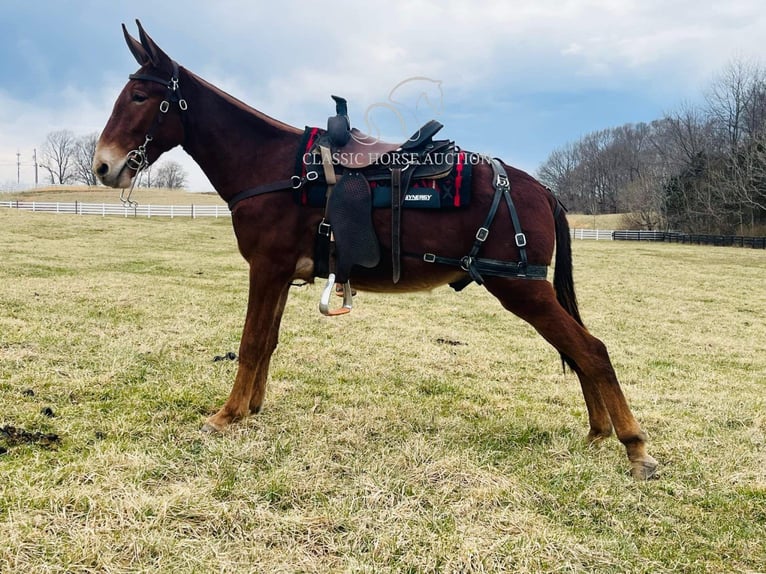 Mulo Castrone 3 Anni 152 cm Sauro ciliegia in Tompkinsville, KY