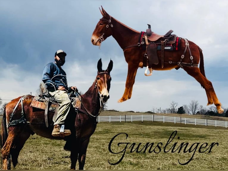 Mulo Castrone 3 Anni 152 cm Sauro ciliegia in Tompkinsville, KY