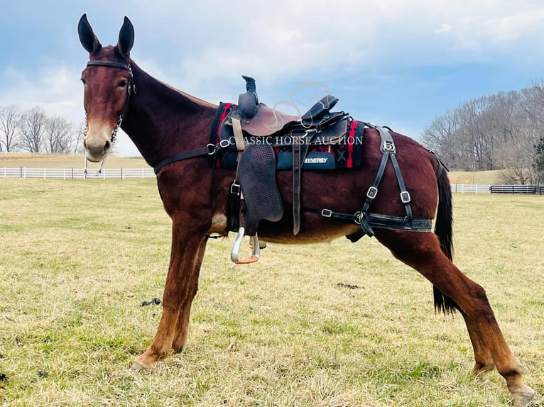 Mulo Castrone 3 Anni 152 cm Sauro ciliegia in Tompkinsville, KY