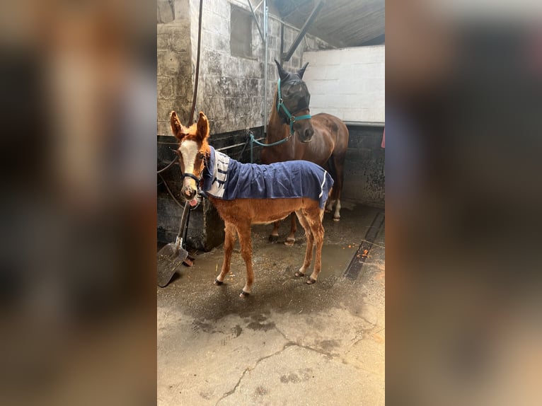 Mulo Castrone 4 Anni 145 cm Sauro scuro in Mettet