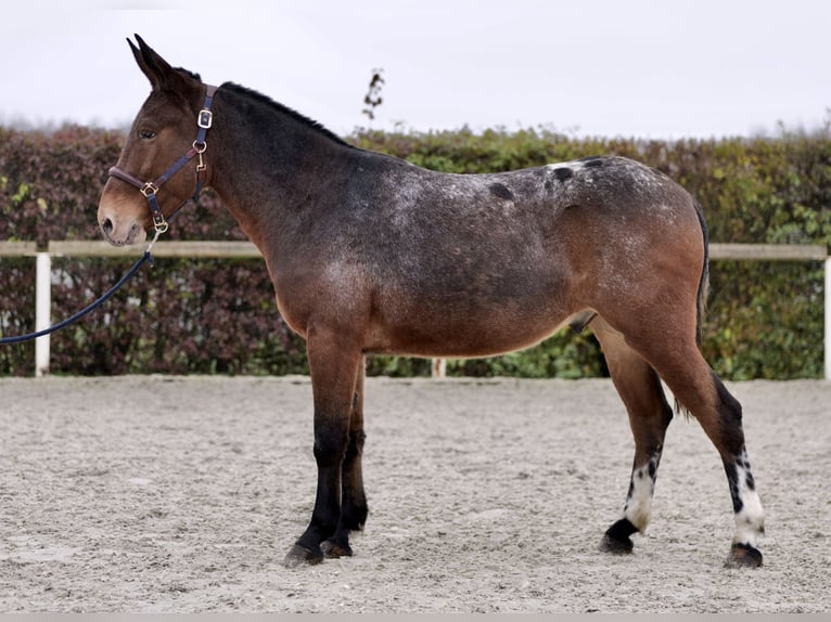 Mulo Castrone 4 Anni 154 cm Red dun in Neustadt (Wied)