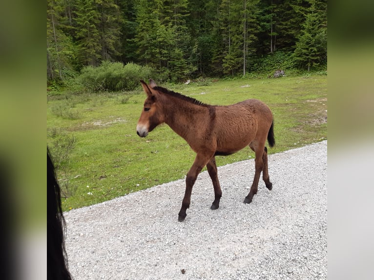 Mulo Castrone 4 Anni 156 cm Baio in Garmisch-Partenkirchen
