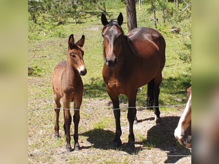 Mulo Castrone 4 Anni 156 cm Baio in Garmisch-Partenkirchen