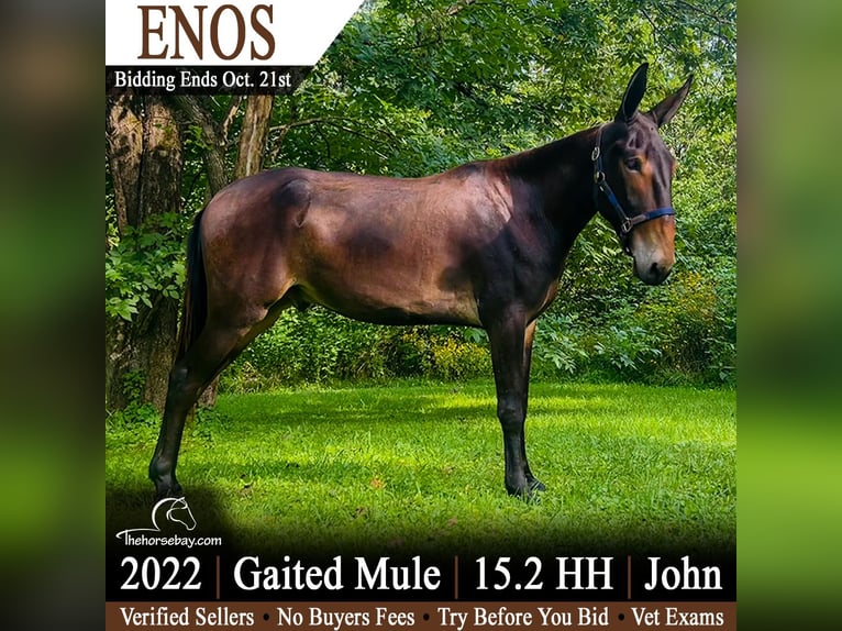 Mulo Mix Castrone 4 Anni 157 cm Baio ciliegia in Tompkinsville, KY