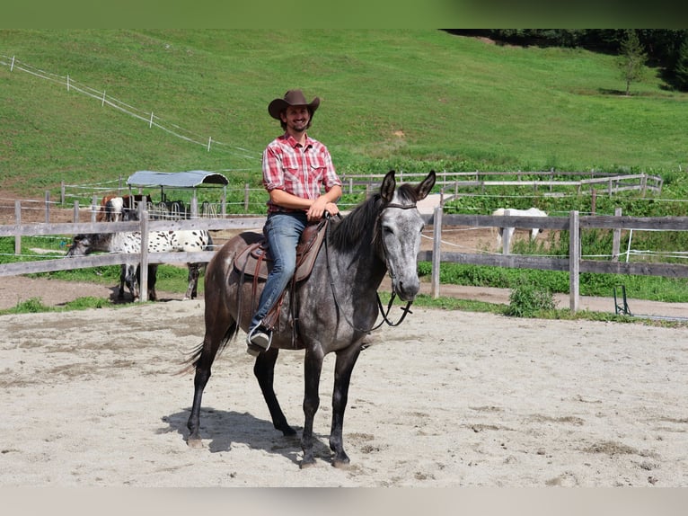 Mulo Mix Castrone 5 Anni 156 cm Grigio pezzato in Achenkirch