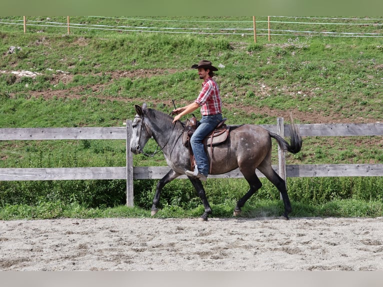 Mulo Mix Castrone 5 Anni 156 cm Grigio pezzato in Achenkirch