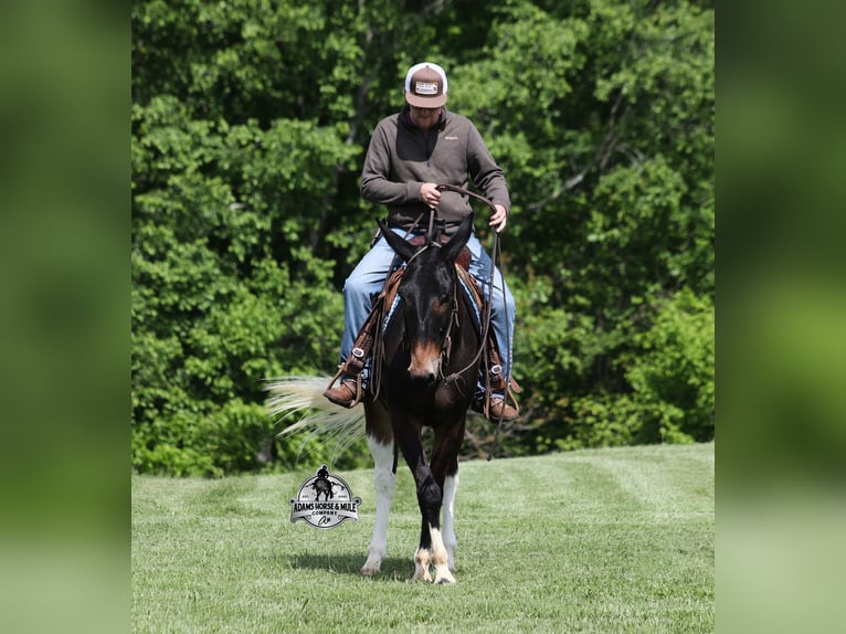 Mulo Castrone 5 Anni Baio ciliegia in Mount Vernon, KY