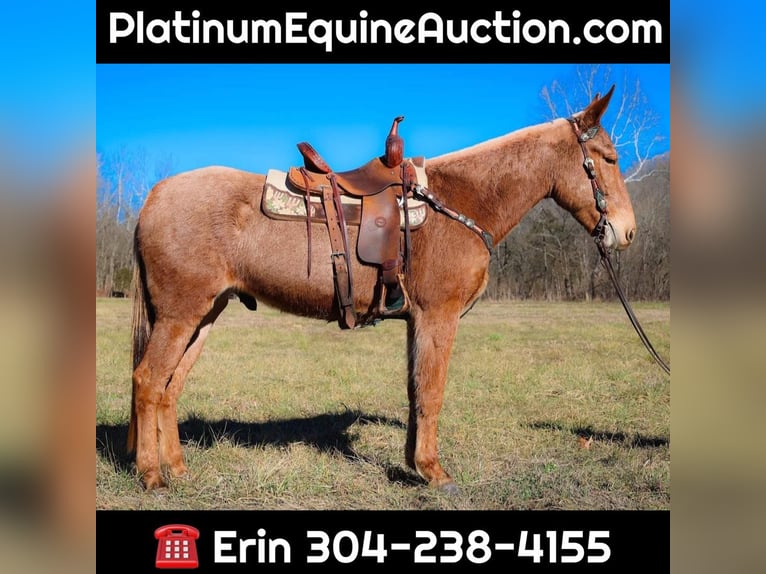 Mulo Castrone 5 Anni Palomino in flemmingsburg Ky