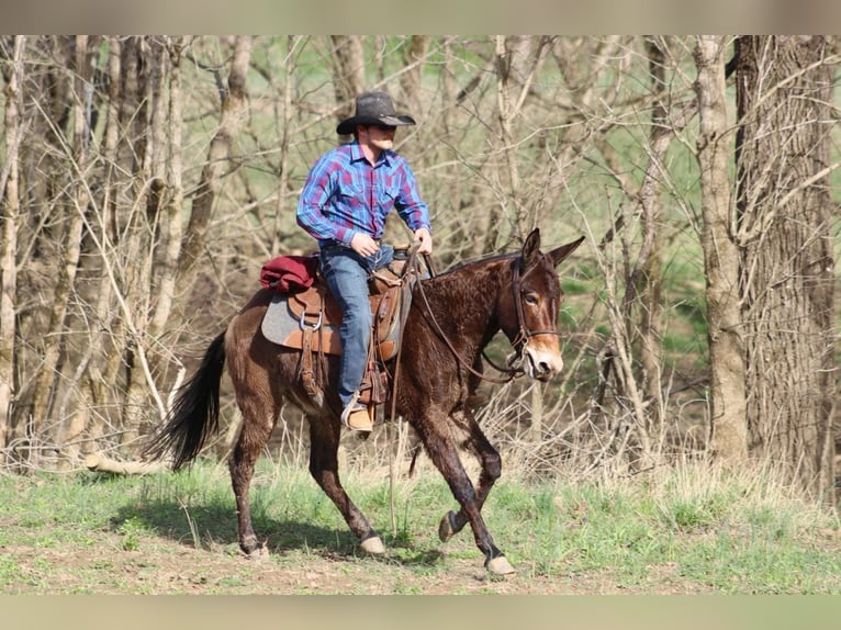 Mulo Castrone 6 Anni 147 cm Baio ciliegia in Brooksville KY