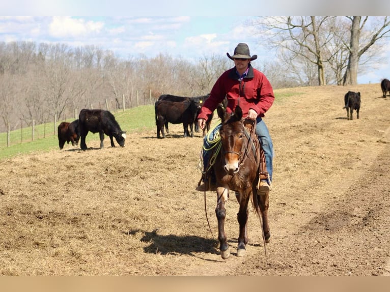 Mulo Castrone 6 Anni 147 cm Baio ciliegia in Brooksville KY