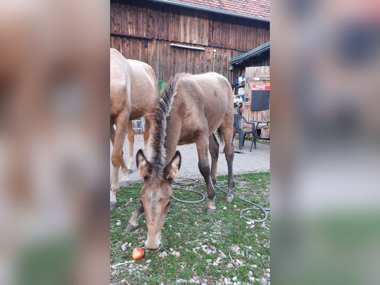 Mulo Castrone 6 Anni 158 cm Baio in Ampflwang-im-hausruckwald