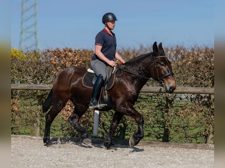 Mulo Castrone 6 Anni 163 cm Baio scuro in Neustadt (Wied)