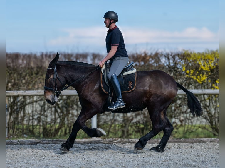 Mulo Castrone 6 Anni 163 cm Baio scuro in Neustadt (Wied)