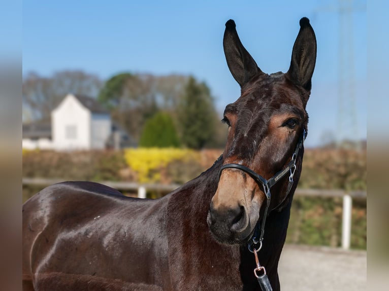 Mulo Castrone 6 Anni 163 cm Baio scuro in Neustadt (Wied)