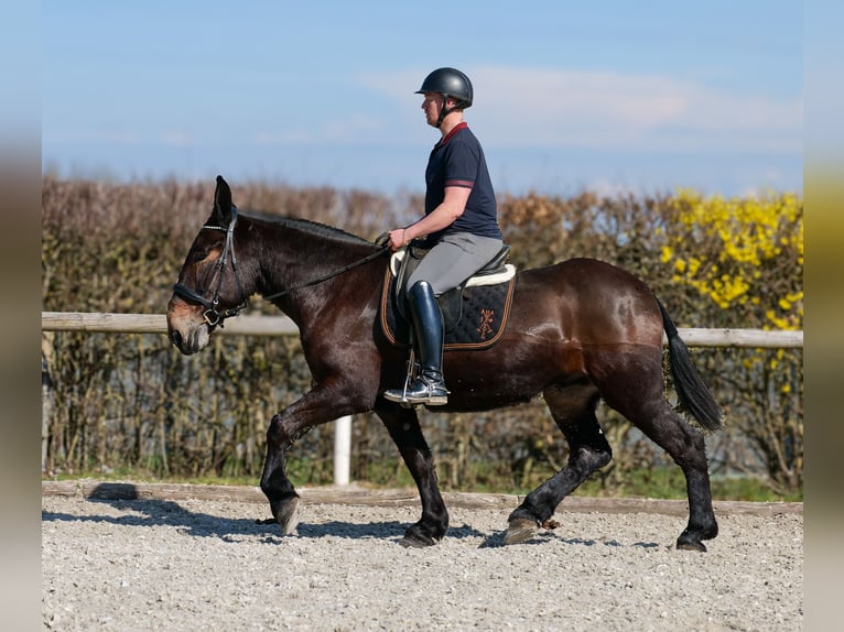Mulo Castrone 6 Anni 163 cm Baio scuro in Neustadt (Wied)