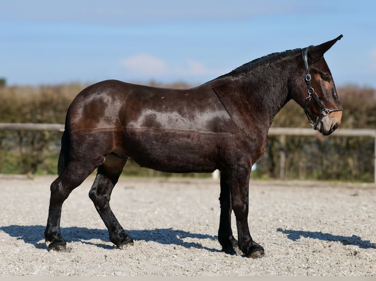 Mulo Castrone 6 Anni 163 cm Baio scuro in Neustadt (Wied)