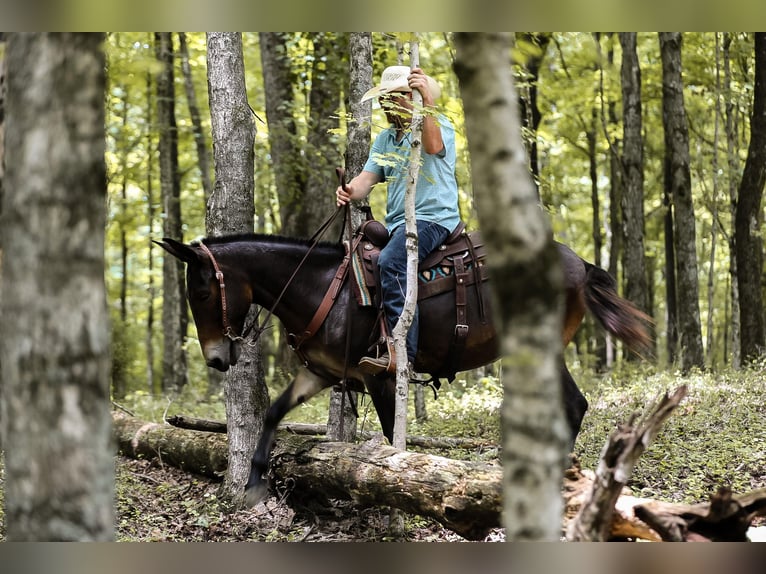 Mulo Castrone 7 Anni 152 cm Baio ciliegia in Santa Fe TN