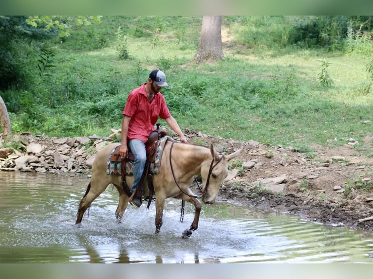 Mulo Castrone 8 Anni 147 cm Champagne in Brooksville, Ky