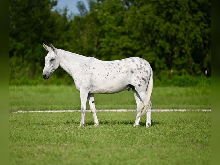 Mulo Castrone 8 Anni 147 cm in Waco, TX