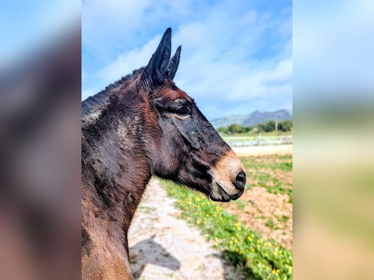 Mulo Castrone 8 Anni 148 cm Baio scuro in Sant Llorenc