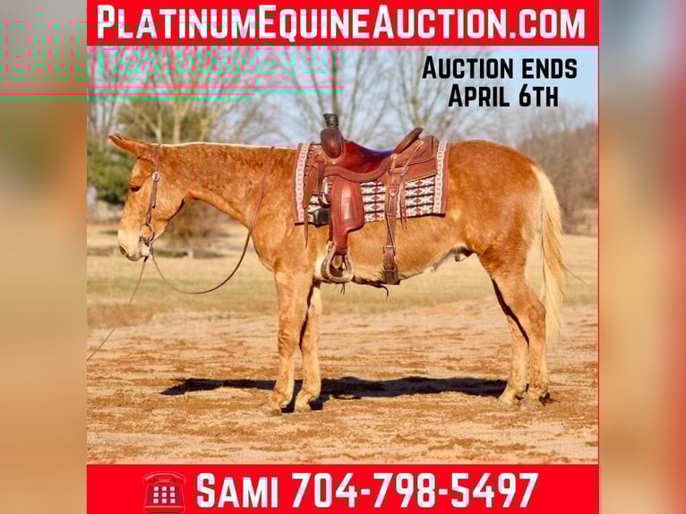 Mulo Castrone 8 Anni 150 cm Palomino in Brooksville KY
