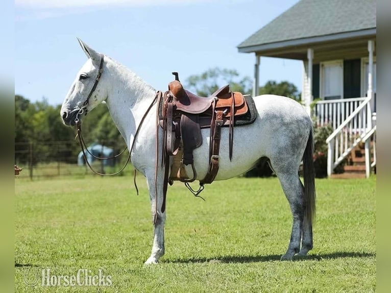 Mulo Castrone 8 Anni 152 cm Grigio in Tompkinsville