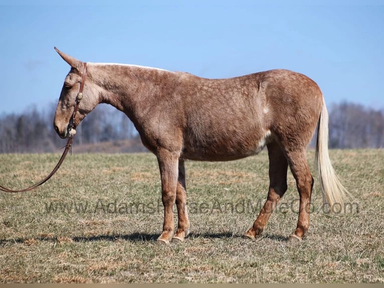 Mulo Castrone 8 Anni 155 cm Palomino in Mount Vernon