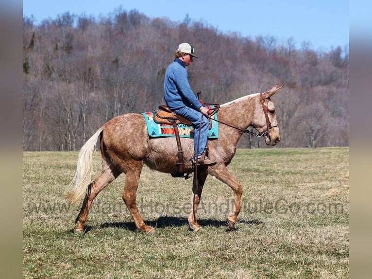 Mulo Castrone 8 Anni 155 cm Palomino in Mount Vernon