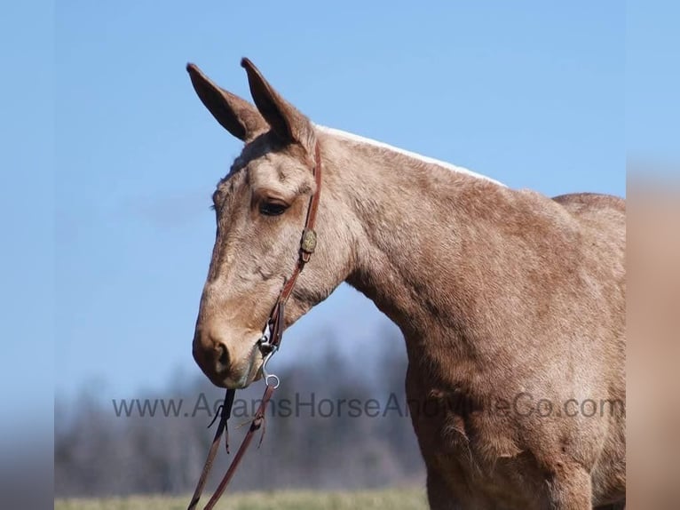 Mulo Castrone 8 Anni 155 cm Palomino in Mount Vernon