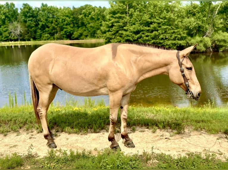 Mulo Castrone 8 Anni 155 cm in Vaughan, MS