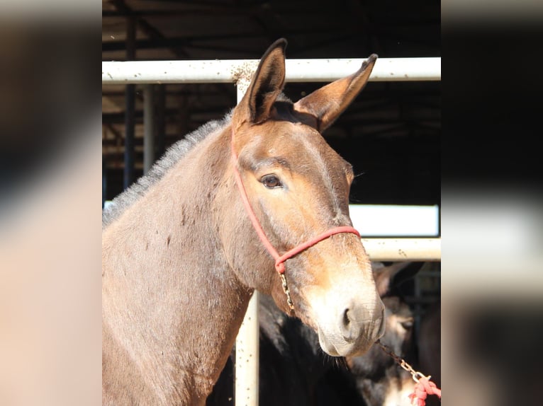 Mulo Castrone 8 Anni 156 cm Baio in Vejer de la Frontera