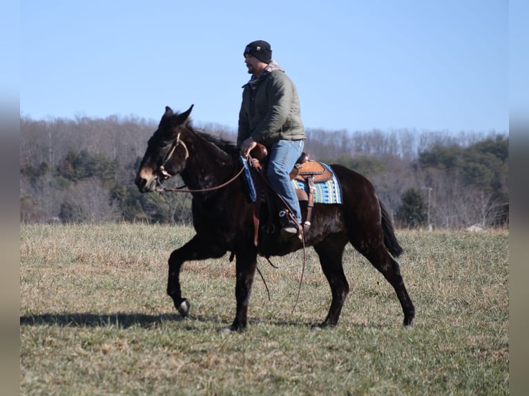 Mulo Castrone 9 Anni 152 cm Morello in Brodhead, ky