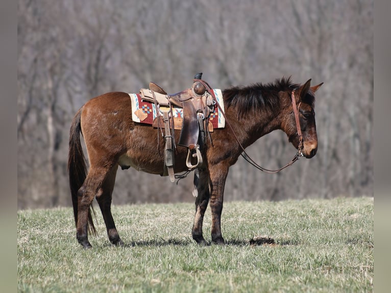 Mulo Castrone 9 Anni Falbo in Brodhead, KY