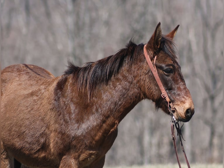 Mulo Castrone 9 Anni Falbo in Brodhead, KY