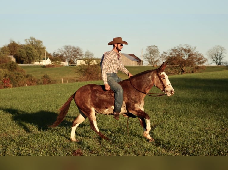 Mulo Castrone 9 Anni in Brooksville KY