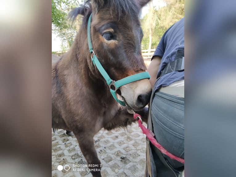 Mulo Giumenta 10 Anni 122 cm Baio scuro in Hamm