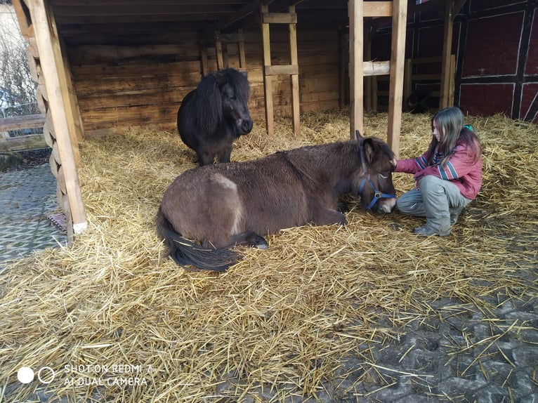 Mulo Giumenta 10 Anni 122 cm Baio scuro in Hamm