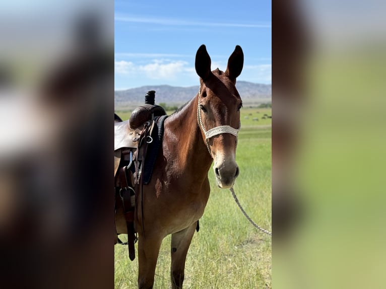 Mulo Giumenta 10 Anni 142 cm Baio ciliegia in Wagoner, OK