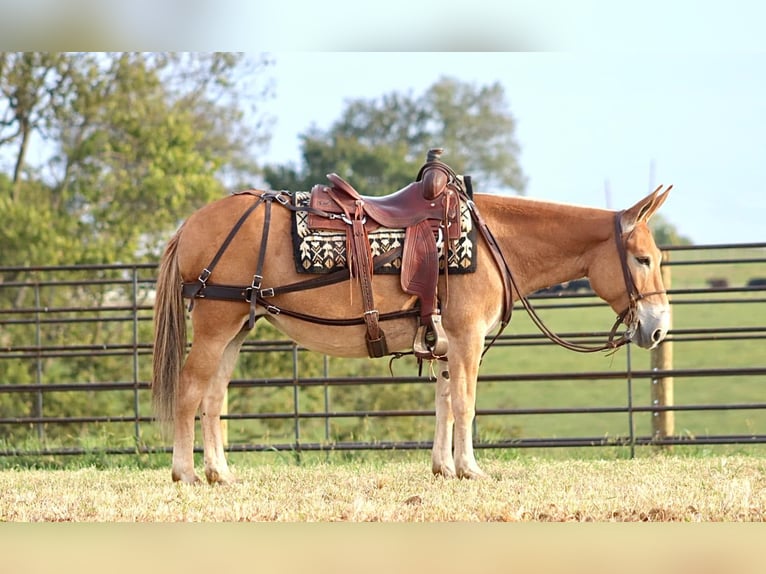 Mulo Giumenta 10 Anni 142 cm Sauro ciliegia in Brooksville KY