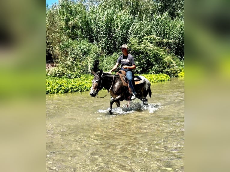 Mulo Giumenta 10 Anni 145 cm Baio ciliegia in Camp Verde AZ