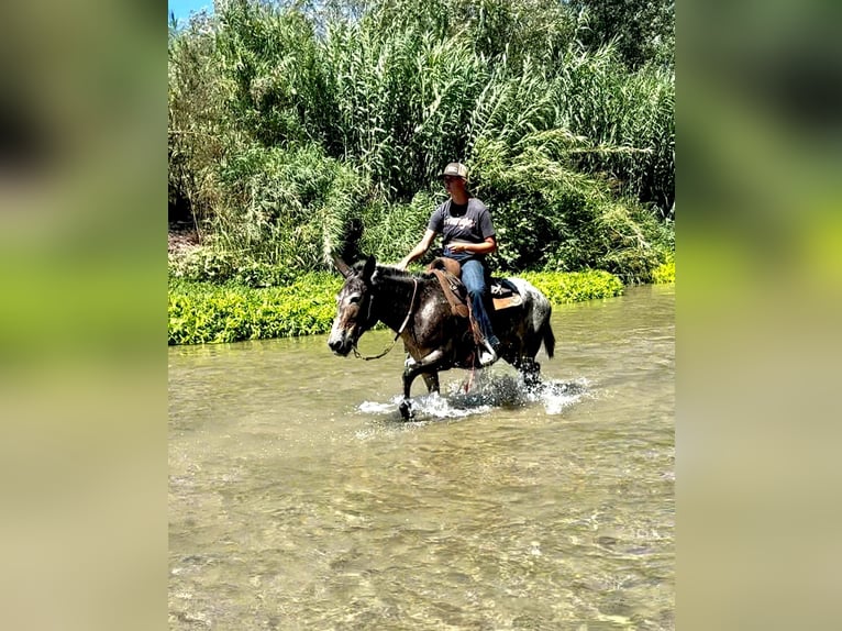 Mulo Giumenta 10 Anni 145 cm in Camp Verde AZ