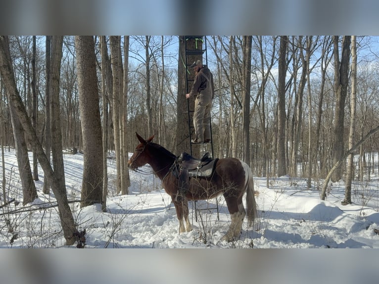 Mulo Giumenta 10 Anni 152 cm Sauro ciliegia in Moscow