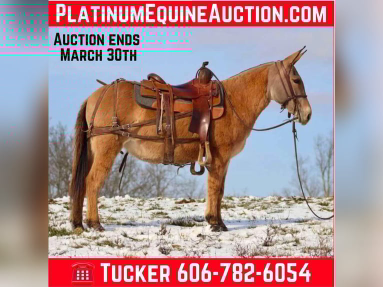 Mulo Giumenta 10 Anni Falbo in Brooksville KY