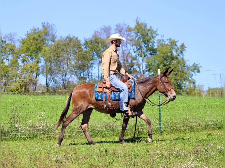 Mulo Giumenta 11 Anni 140 cm in Brooksville KY