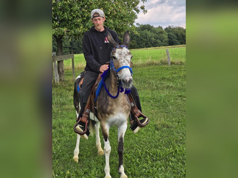 Mulo Giumenta 11 Anni 145 cm Pezzato in Linkenbach