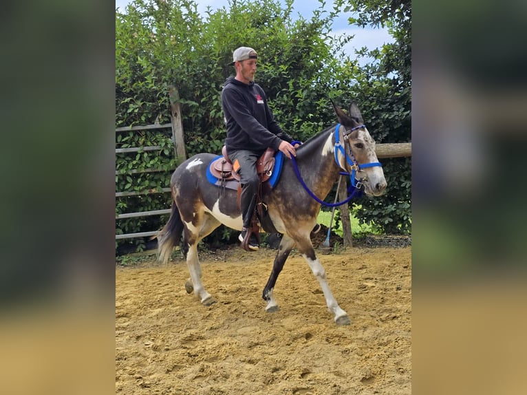 Mulo Giumenta 11 Anni 145 cm Pezzato in Linkenbach